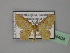  (Eois AH01Ve - BC ZSM Lep 24404)  @11 [ ] CreativeCommons - Attribution Non-Commercial Share-Alike (2010) Unspecified SNSB, Zoologische Staatssammlung Muenchen