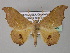  (Patalene AH01Ve - BC ZSM Lep 24420)  @13 [ ] CreativeCommons - Attribution Non-Commercial Share-Alike (2010) Unspecified SNSB, Zoologische Staatssammlung Muenchen