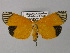  ( - BC ZSM Lep 24440)  @14 [ ] CreativeCommons - Attribution Non-Commercial Share-Alike (2010) Unspecified SNSB, Zoologische Staatssammlung Muenchen