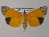  (Mapeta xanthomelas - BC ZSM Lep 24442)  @15 [ ] CreativeCommons - Attribution Non-Commercial Share-Alike (2010) Unspecified SNSB, Zoologische Staatssammlung Muenchen