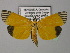  ( - BC ZSM Lep 24449)  @14 [ ] CreativeCommons - Attribution Non-Commercial Share-Alike (2010) Unspecified SNSB, Zoologische Staatssammlung Muenchen
