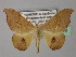  (Patalene AH02Ve - BC ZSM Lep 24458)  @12 [ ] CreativeCommons - Attribution Non-Commercial Share-Alike (2010) Unspecified SNSB, Zoologische Staatssammlung Muenchen