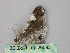  ( - BC ZSM Lep 26095)  @12 [ ] CreativeCommons - Attribution Non-Commercial Share-Alike (2010) Unspecified SNSB, Zoologische Staatssammlung Muenchen