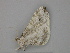  (Macrosoma ustrinaria - BC ZSM Lep 26097)  @13 [ ] CreativeCommons - Attribution Non-Commercial Share-Alike (2010) Unspecified SNSB, Zoologische Staatssammlung Muenchen