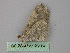  ( - BC ZSM Lep 26104)  @12 [ ] CreativeCommons - Attribution Non-Commercial Share-Alike (2010) Unspecified SNSB, Zoologische Staatssammlung Muenchen