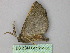  ( - BC ZSM Lep 26163)  @13 [ ] CreativeCommons - Attribution Non-Commercial Share-Alike (2010) Unspecified SNSB, Zoologische Staatssammlung Muenchen
