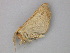  ( - BC ZSM Lep 26178)  @13 [ ] CreativeCommons - Attribution Non-Commercial Share-Alike (2010) Unspecified SNSB, Zoologische Staatssammlung Muenchen