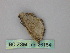  ( - BC ZSM Lep 26184)  @12 [ ] CreativeCommons - Attribution Non-Commercial Share-Alike (2010) Unspecified SNSB, Zoologische Staatssammlung Muenchen