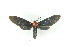  ( - BC ZSM Lep 17635)  @13 [ ] CreativeCommons - Attribution Non-Commercial Share-Alike (2010) Unspecified SNSB, Zoologische Staatssammlung Muenchen
