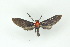  ( - BC ZSM Lep 17638)  @13 [ ] CreativeCommons - Attribution Non-Commercial Share-Alike (2010) Unspecified SNSB, Zoologische Staatssammlung Muenchen