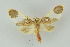  (Trichromia phaeocrota - BC ZSM Lep 17713)  @14 [ ] CreativeCommons - Attribution Non-Commercial Share-Alike (2010) Unspecified SNSB, Zoologische Staatssammlung Muenchen
