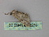  ( - BC ZSM Lep 18276)  @12 [ ] CreativeCommons - Attribution Non-Commercial Share-Alike (2010) Unspecified SNSB, Zoologische Staatssammlung Muenchen