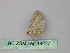  ( - BC ZSM Lep 18277)  @12 [ ] CreativeCommons - Attribution Non-Commercial Share-Alike (2010) Unspecified SNSB, Zoologische Staatssammlung Muenchen