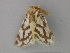  ( - BC ZSM Lep 18280)  @13 [ ] CreativeCommons - Attribution Non-Commercial Share-Alike (2010) Unspecified SNSB, Zoologische Staatssammlung Muenchen