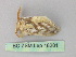  ( - BC ZSM Lep 18281)  @13 [ ] CreativeCommons - Attribution Non-Commercial Share-Alike (2010) Unspecified SNSB, Zoologische Staatssammlung Muenchen