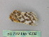  ( - BC ZSM Lep 18282)  @13 [ ] CreativeCommons - Attribution Non-Commercial Share-Alike (2010) Unspecified SNSB, Zoologische Staatssammlung Muenchen