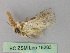  ( - BC ZSM Lep 18283)  @13 [ ] CreativeCommons - Attribution Non-Commercial Share-Alike (2010) Unspecified SNSB, Zoologische Staatssammlung Muenchen