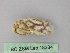  ( - BC ZSM Lep 18284)  @13 [ ] CreativeCommons - Attribution Non-Commercial Share-Alike (2010) Unspecified SNSB, Zoologische Staatssammlung Muenchen