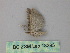  ( - BC ZSM Lep 18295)  @12 [ ] CreativeCommons - Attribution Non-Commercial Share-Alike (2010) Unspecified SNSB, Zoologische Staatssammlung Muenchen