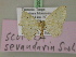  ( - BC ZSM Lep 20098)  @11 [ ] CreativeCommons - Attribution Non-Commercial Share-Alike (2010) Unspecified SNSB, Zoologische Staatssammlung Muenchen
