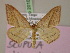  ( - BC ZSM Lep 20102)  @11 [ ] CreativeCommons - Attribution Non-Commercial Share-Alike (2010) Unspecified SNSB, Zoologische Staatssammlung Muenchen