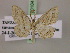  ( - BC ZSM Lep 20104)  @13 [ ] CreativeCommons - Attribution Non-Commercial Share-Alike (2010) Unspecified SNSB, Zoologische Staatssammlung Muenchen