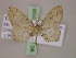  ( - BC ZSM Lep 20105)  @11 [ ] CreativeCommons - Attribution Non-Commercial Share-Alike (2010) Unspecified SNSB, Zoologische Staatssammlung Muenchen