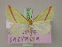  ( - BC ZSM Lep 20110)  @13 [ ] CreativeCommons - Attribution Non-Commercial Share-Alike (2010) Unspecified SNSB, Zoologische Staatssammlung Muenchen