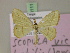  (Scopula habilis - BC ZSM Lep 20111)  @13 [ ] CreativeCommons - Attribution Non-Commercial Share-Alike (2010) Unspecified SNSB, Zoologische Staatssammlung Muenchen