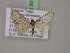  ( - BC ZSM Lep 20117)  @12 [ ] CreativeCommons - Attribution Non-Commercial Share-Alike (2010) Unspecified SNSB, Zoologische Staatssammlung Muenchen