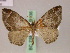  ( - BC ZSM Lep 20136)  @11 [ ] CreativeCommons - Attribution Non-Commercial Share-Alike (2010) Unspecified SNSB, Zoologische Staatssammlung Muenchen