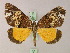  ( - BC ZSM Lep 20139)  @14 [ ] CreativeCommons - Attribution Non-Commercial Share-Alike (2010) Unspecified SNSB, Zoologische Staatssammlung Muenchen