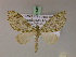  (Lobidiopteryx eumares - BC ZSM Lep 20140)  @13 [ ] CreativeCommons - Attribution Non-Commercial Share-Alike (2010) Unspecified SNSB, Zoologische Staatssammlung Muenchen