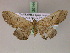  ( - BC ZSM Lep 20144)  @13 [ ] CreativeCommons - Attribution Non-Commercial Share-Alike (2010) Unspecified SNSB, Zoologische Staatssammlung Muenchen