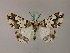  ( - BC ZSM Lep 20155)  @14 [ ] CreativeCommons - Attribution Non-Commercial Share-Alike (2010) Unspecified SNSB, Zoologische Staatssammlung Muenchen