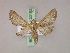  ( - BC ZSM Lep 20182)  @13 [ ] CreativeCommons - Attribution Non-Commercial Share-Alike (2010) Unspecified SNSB, Zoologische Staatssammlung Muenchen