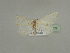  (Scopula AH01Ml - BC ZSM Lep 20209)  @12 [ ] CreativeCommons - Attribution Non-Commercial Share-Alike (2010) Unspecified SNSB, Zoologische Staatssammlung Muenchen