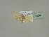  ( - BC ZSM Lep 20220)  @13 [ ] CreativeCommons - Attribution Non-Commercial Share-Alike (2010) Unspecified SNSB, Zoologische Staatssammlung Muenchen