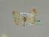  ( - BC ZSM Lep 20238)  @12 [ ] CreativeCommons - Attribution Non-Commercial Share-Alike (2010) Unspecified SNSB, Zoologische Staatssammlung Muenchen