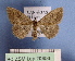  ( - BC ZSM Lep 20856)  @13 [ ] CreativeCommons - Attribution Non-Commercial Share-Alike (2010) Unspecified SNSB, Zoologische Staatssammlung Muenchen