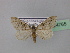  ( - BC ZSM Lep 24765)  @12 [ ] CreativeCommons - Attribution Non-Commercial Share-Alike (2010) Unspecified SNSB, Zoologische Staatssammlung Muenchen