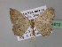  ( - BC ZSM Lep 24812)  @13 [ ] CreativeCommons - Attribution Non-Commercial Share-Alike (2010) Unspecified SNSB, Zoologische Staatssammlung Muenchen