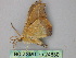  ( - BC ZSM Lep 24830)  @12 [ ] CreativeCommons - Attribution Non-Commercial Share-Alike (2010) Unspecified SNSB, Zoologische Staatssammlung Muenchen