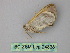  ( - BC ZSM Lep 24838)  @13 [ ] CreativeCommons - Attribution Non-Commercial Share-Alike (2010) Unspecified SNSB, Zoologische Staatssammlung Muenchen