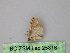  ( - BC ZSM Lep 25816)  @12 [ ] CreativeCommons - Attribution Non-Commercial Share-Alike (2010) Unspecified SNSB, Zoologische Staatssammlung Muenchen
