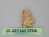 ( - BC ZSM Lep 25826)  @13 [ ] CreativeCommons - Attribution Non-Commercial Share-Alike (2010) Unspecified SNSB, Zoologische Staatssammlung Muenchen