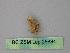  (Idaea AH07Pe - BC ZSM Lep 25834)  @13 [ ] CreativeCommons - Attribution Non-Commercial Share-Alike (2010) Unspecified SNSB, Zoologische Staatssammlung Muenchen