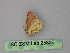  (Eois AH05Pe - BC ZSM Lep 25836)  @12 [ ] CreativeCommons - Attribution Non-Commercial Share-Alike (2010) Unspecified SNSB, Zoologische Staatssammlung Muenchen