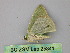  (Nemoria adaluzaeAH01Pe - BC ZSM Lep 25841)  @13 [ ] CreativeCommons - Attribution Non-Commercial Share-Alike (2010) Unspecified SNSB, Zoologische Staatssammlung Muenchen