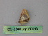  ( - BC ZSM Lep 25846)  @12 [ ] CreativeCommons - Attribution Non-Commercial Share-Alike (2010) Unspecified SNSB, Zoologische Staatssammlung Muenchen